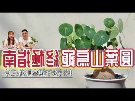 石烏龜 植物